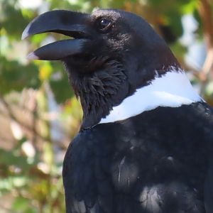 White-necked Raven