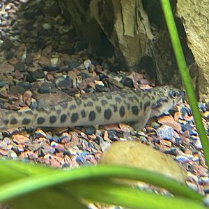 Leopard Darter (Percina pantherina)