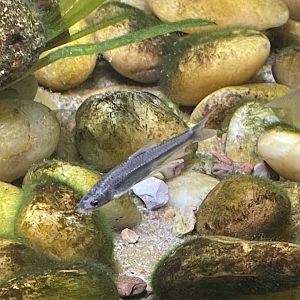 Arkansas River Shiner (Notropis girardi)