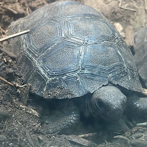 Volcán Alcedo Giant Tortoise Hatchling (Chelonoidis niger vandenburghi)