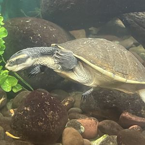 Northern Yellow-faced Turtle (Emydura tanybaraga)