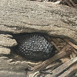 Guatemalan Beaded Lizard (Heloderma charlesbogerti)