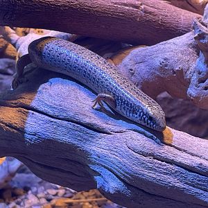 Ocellated Skink (Chalcides ocellatus)