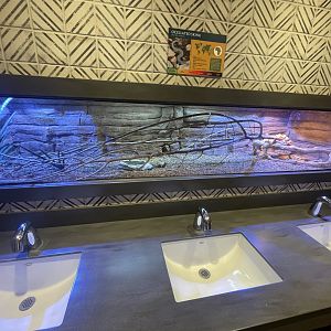 Ocellated Skink Exhibit in Men’s Restroom