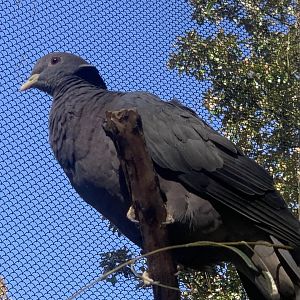 Band-Tailed Pigeon (Patagioenas fasciata)