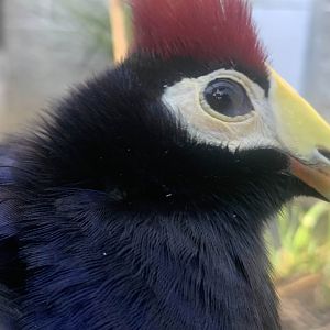 Lady Ross's Turaco (Tauraco rossae)