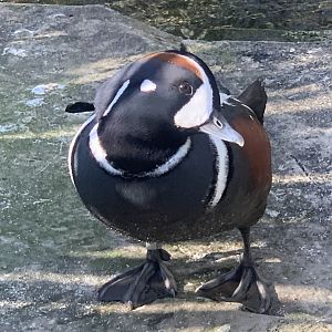 Harlequin Duck (Histrionicus histrionicus)