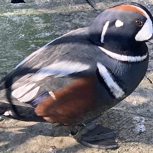 Harlequin Duck (Histrionicus histrionicus)