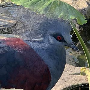 Western Crowned Pigeon (Goura cristata)