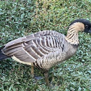 Hawaiian Goose (Branta sandvicensis)