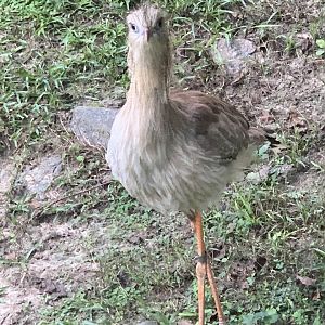 Red-Legged Seriema (Cariama cristata)