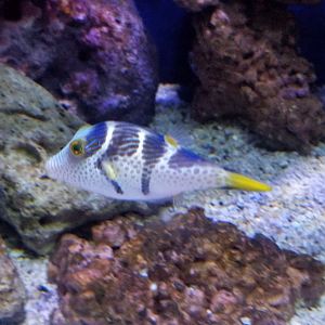 Valentin's Sharpnose Puffer