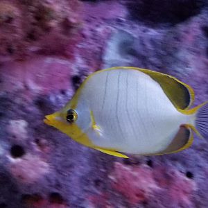 Yellowhead Butterflyfish