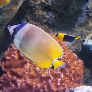 Sunburst Butterflyfish