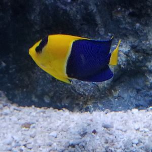 Bicolor Angelfish