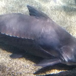 Ripsaw Catfish