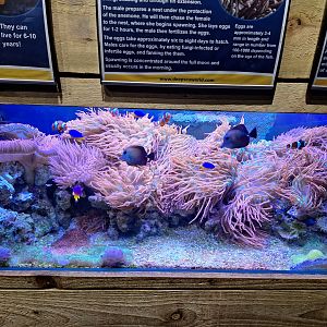 Clownfish and Anemone tank