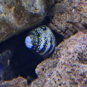 Snowflake Moray Eel