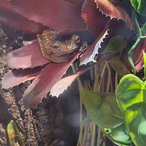 Bornean Eared Tree Frog