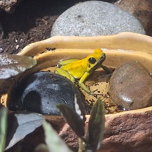 Black-legged Poison Dart Frog