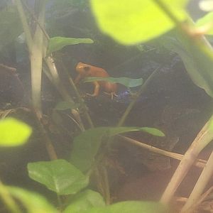 Golden Mantella