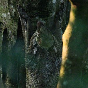 Sunda Colugo ~ Heart of Africa