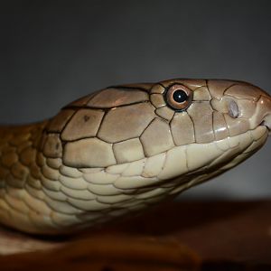 Sunda Shelf king cobra (Ophiophagus bungarus) - described 10/2024