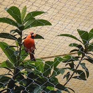 Northern cardinal (Cardinalis cardinalis)
