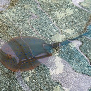 Bluespotted Ribbontail Ray