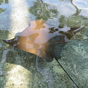 Cownose Ray (Pacific?)