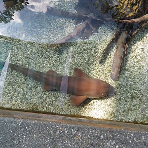 Brownbanded Bamboo Shark