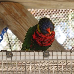 Coconut Lorikeet