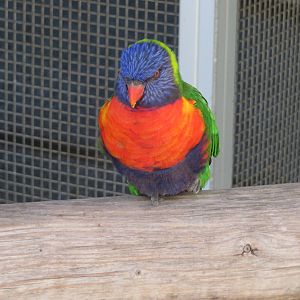 Rainbow Lorikeet (?)