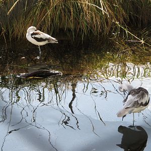 American Avocets