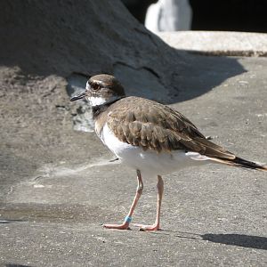 Killdeer