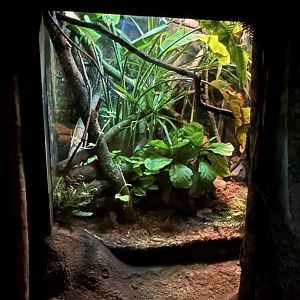 Habitat Africa! The Forest- revamped Dumeril’s Boa exhibit