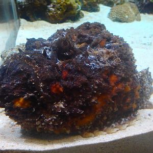 Reef Stonefish