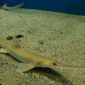 Japanese Sawshark