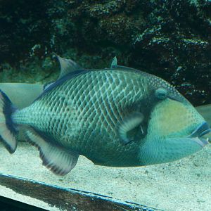 Titan Triggerfish