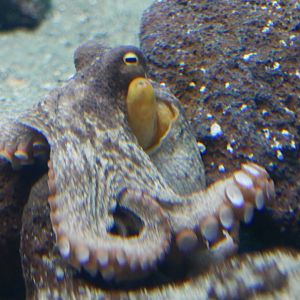 Common Octopus
