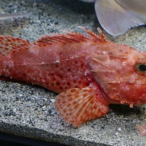 Izu Scorpionfish