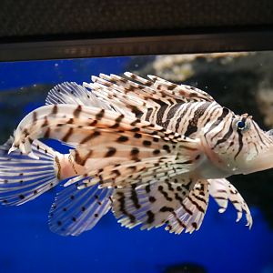 Luna Lionfish