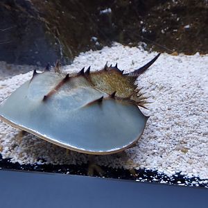 Japanese Horseshoe Crab