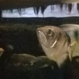 Banded Archerfish