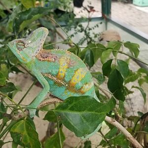Veiled Chameleon