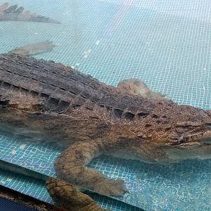 False Gharial