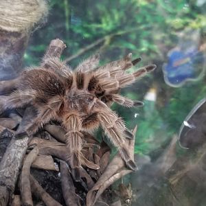 Goliath Birdeater