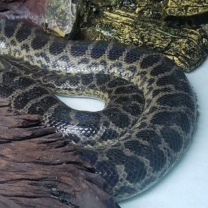 Yellow Anaconda