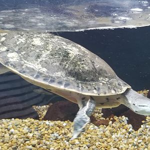 Hilaire’s Toadhead Turtle