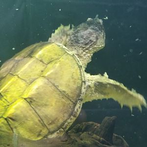 Common Snapping Turtle